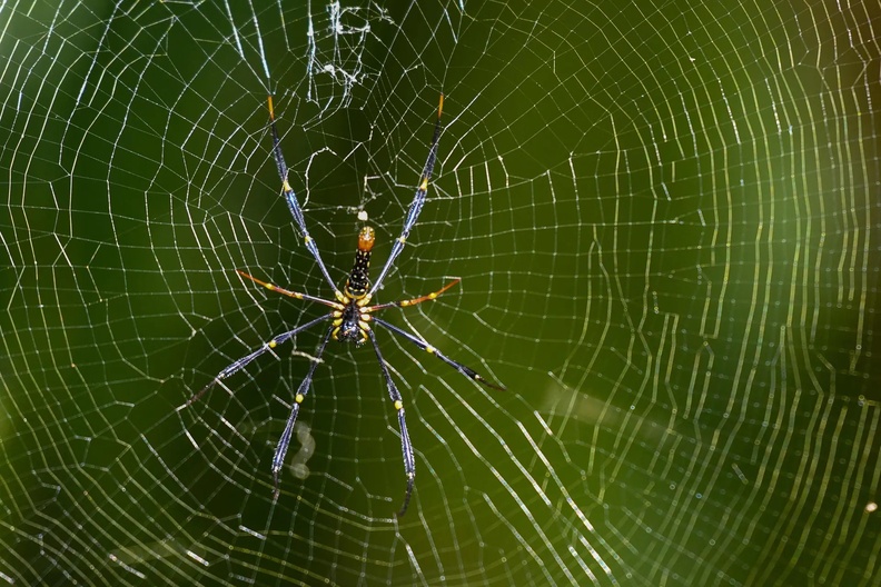 Spider on web, Pasir Ris Park, Singapore